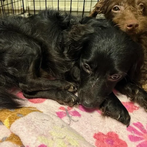 A young small-sized male Black Chihuahua dog named Bo for adoption in Waco, TX