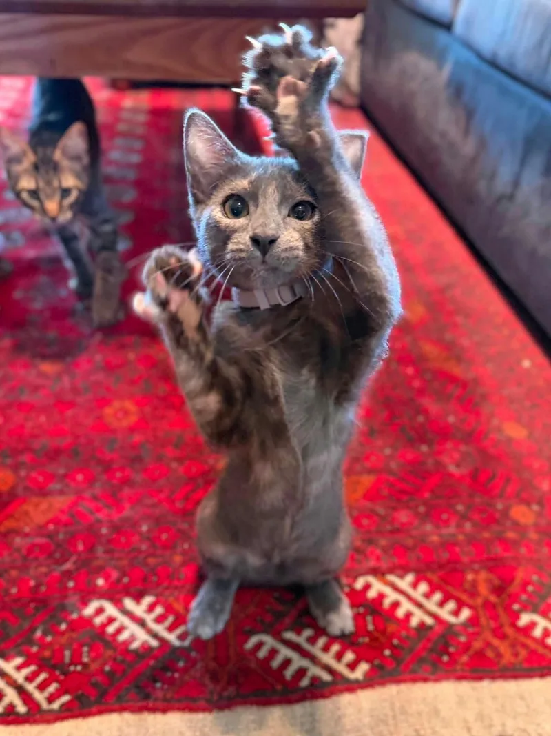 A baby medium-sized female Dilute Tortoiseshell Domestic Short Hair cat named Chanel for adoption in Houston, TX