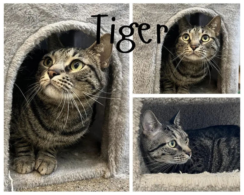Tiger  SPONSORED thumbnail 2