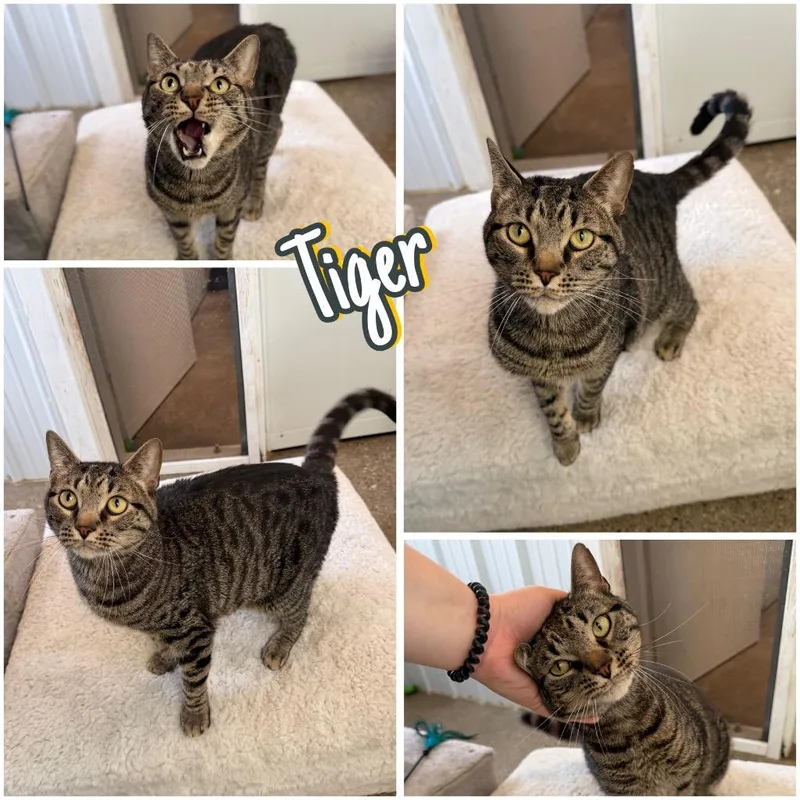 Tiger  SPONSORED thumbnail 5
