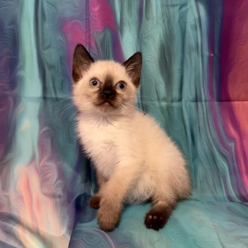 A baby small-sized female Siamese cat named Beetle for adoption in Woodstock, GA