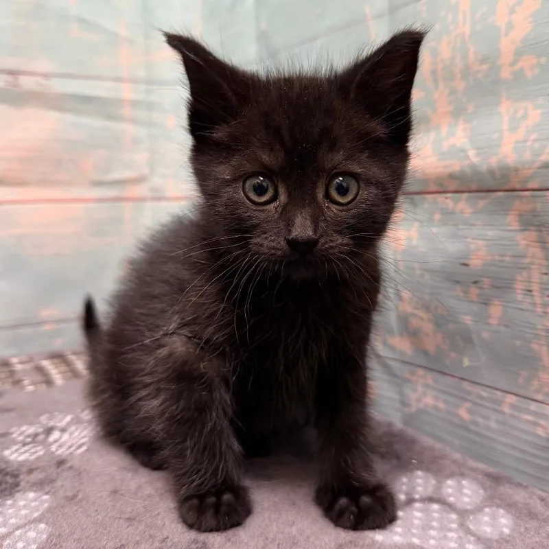 A baby small-sized female Black American Shorthair cat named Hocus for adoption in Spokane, WA