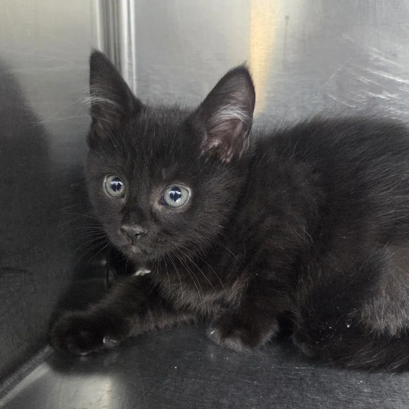 A baby small-sized male Black Domestic Short Hair cat named Dune for adoption in Newark, NJ