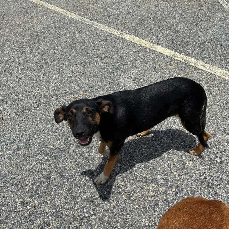 A young small-sized female Black Mixed Breed dog named Anna for adoption in Lyons, GA