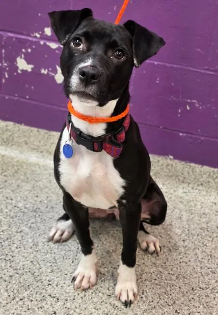 A young medium-sized female Terrier dog named Dora for adoption in Olivette, MO