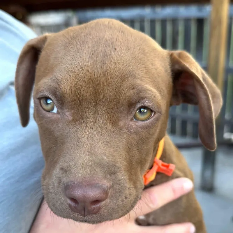 A baby medium-sized female Mixed Breed dog named Maxi for adoption in Wilsall, MT