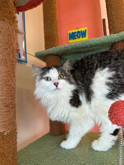 Trisha Paytas thumbnail 3