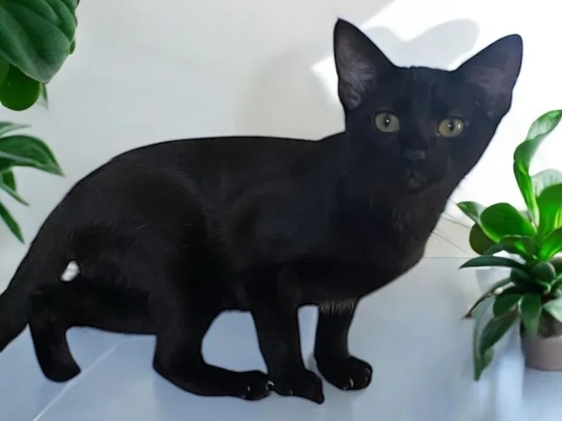 Victoria thumbnail 2