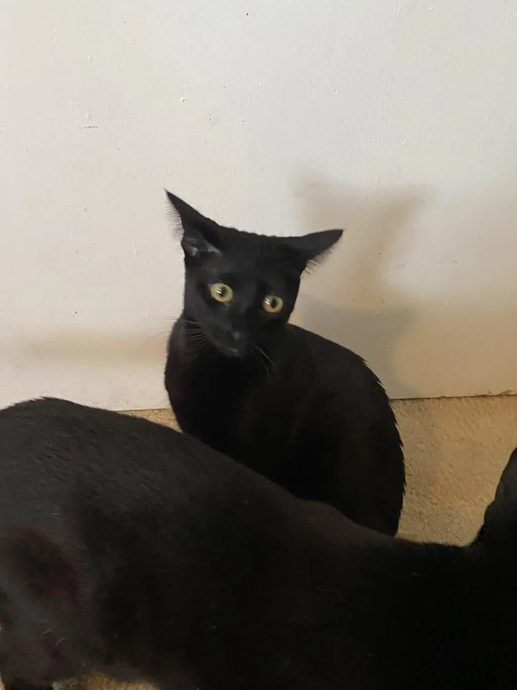 Victoria thumbnail 3