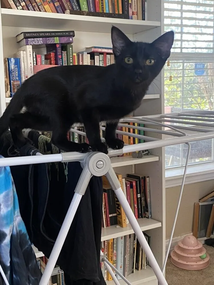 Victoria thumbnail 4