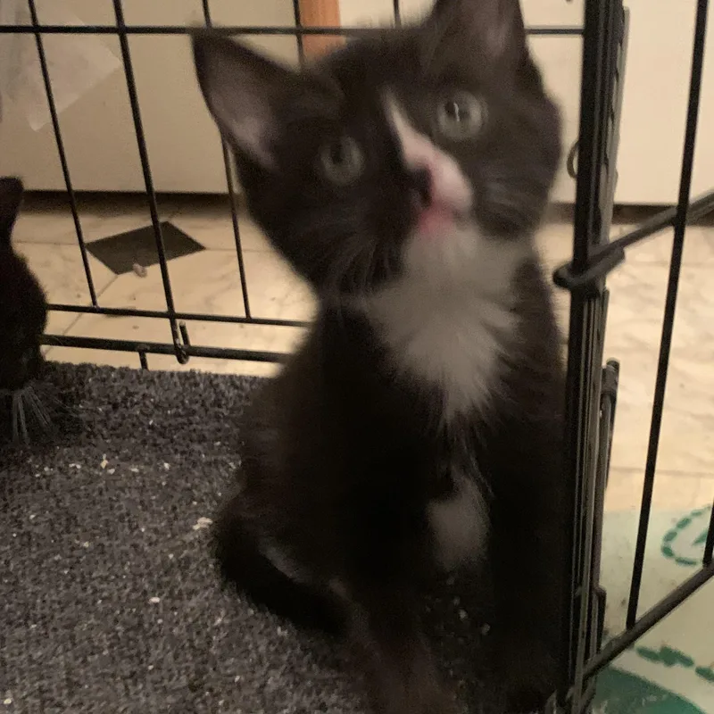 A baby medium-sized female Black & White / Tuxedo Domestic Medium Hair cat named Libby for adoption in Shelby Township, MI
