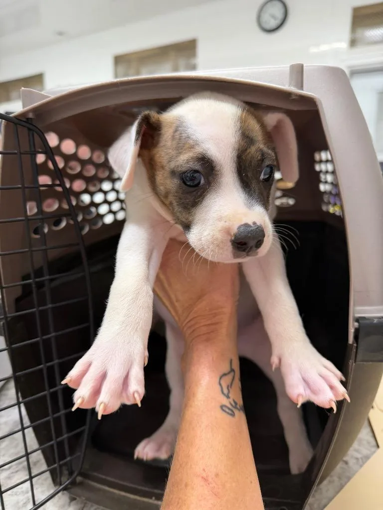 A baby small-sized female Mixed Breed dog named Lilly for adoption in Glenfield, NY