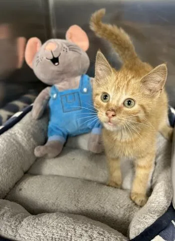 A baby small-sized male Domestic Short Hair cat named Turbo for adoption in Clinton Township, MI