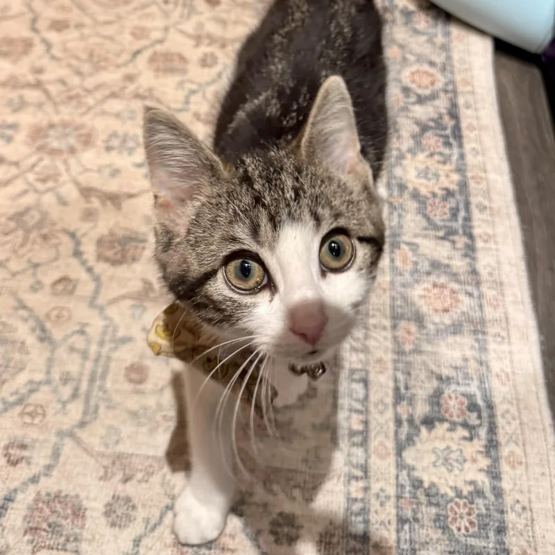 A baby medium-sized male Tabby (Buff / Tan / Fawn) Domestic Short Hair cat named White Cap for adoption in Richmond, VA
