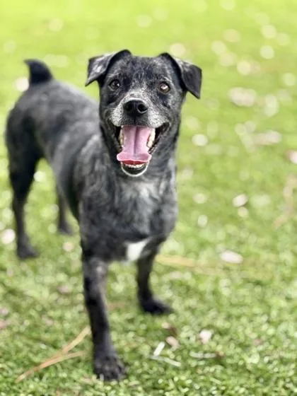 An adult small-sized male Chihuahua dog named Kado for adoption in Daytona Beach, FL