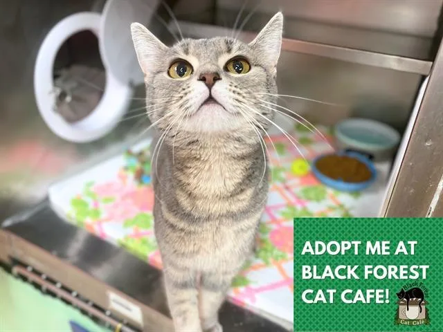 A young small-sized female Domestic Short Hair cat named Zoey for adoption in Fort Wayne, IN