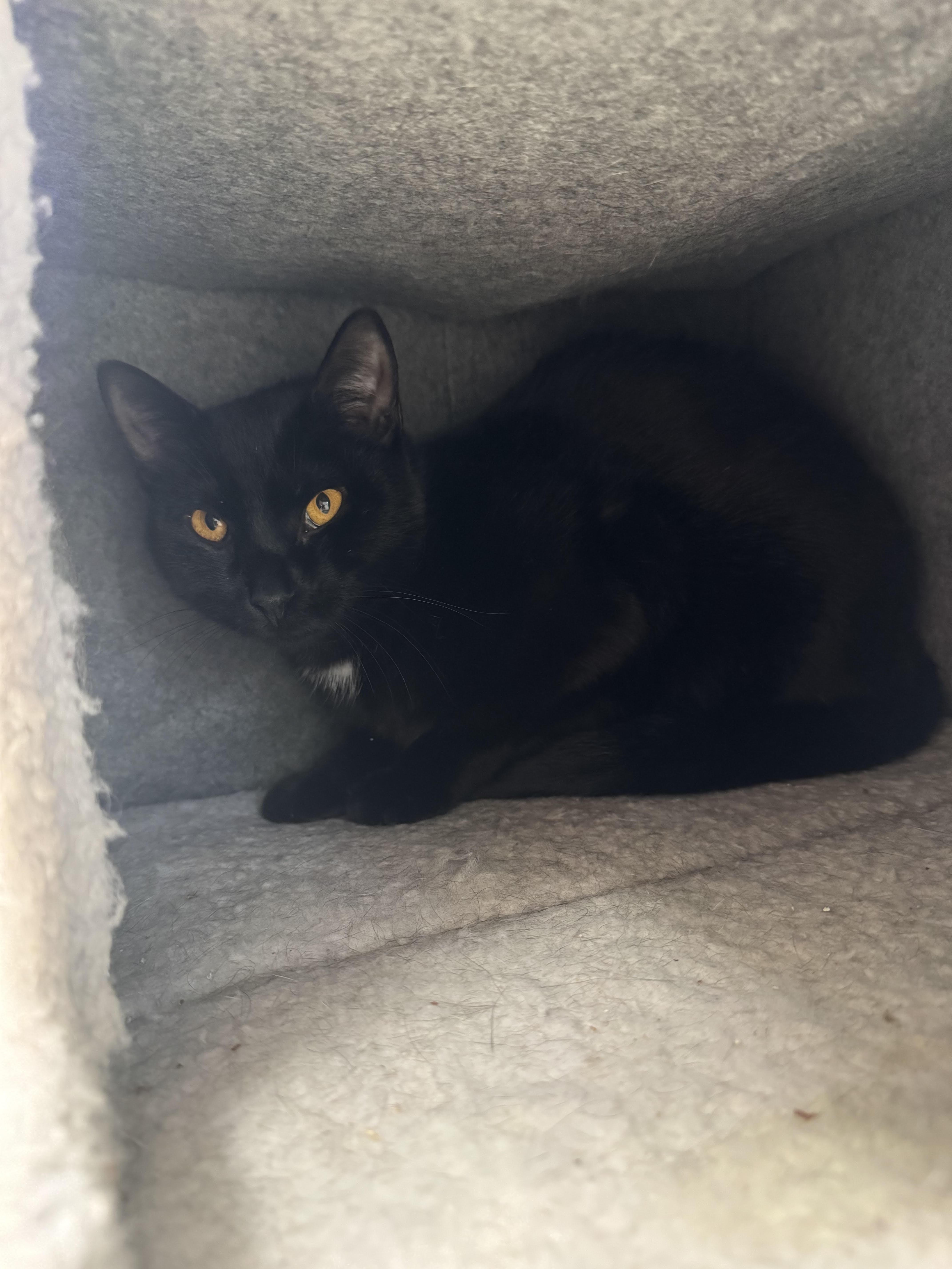 A young medium-sized female Black Domestic Short Hair cat named Tiny for adoption in Salem, NH