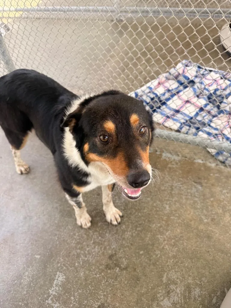 A young medium-sized male Border Collie dog named Emmett for adoption in Burnsville, NC