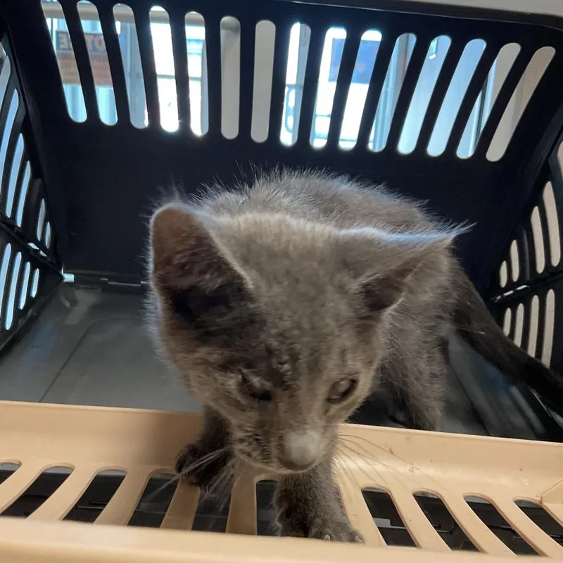 A baby small-sized male Gray / Blue / Silver Domestic Short Hair cat named Jordy for adoption in St Joseph, MO
