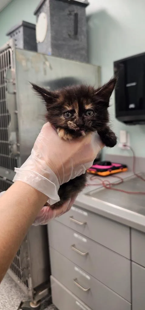 A baby small-sized female Domestic Long Hair cat named Mango for adoption in Athens, TN