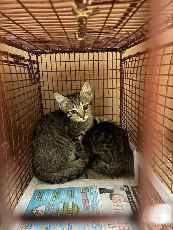 A baby small-sized female Domestic Short Hair cat named Koby for adoption in Austin, TX