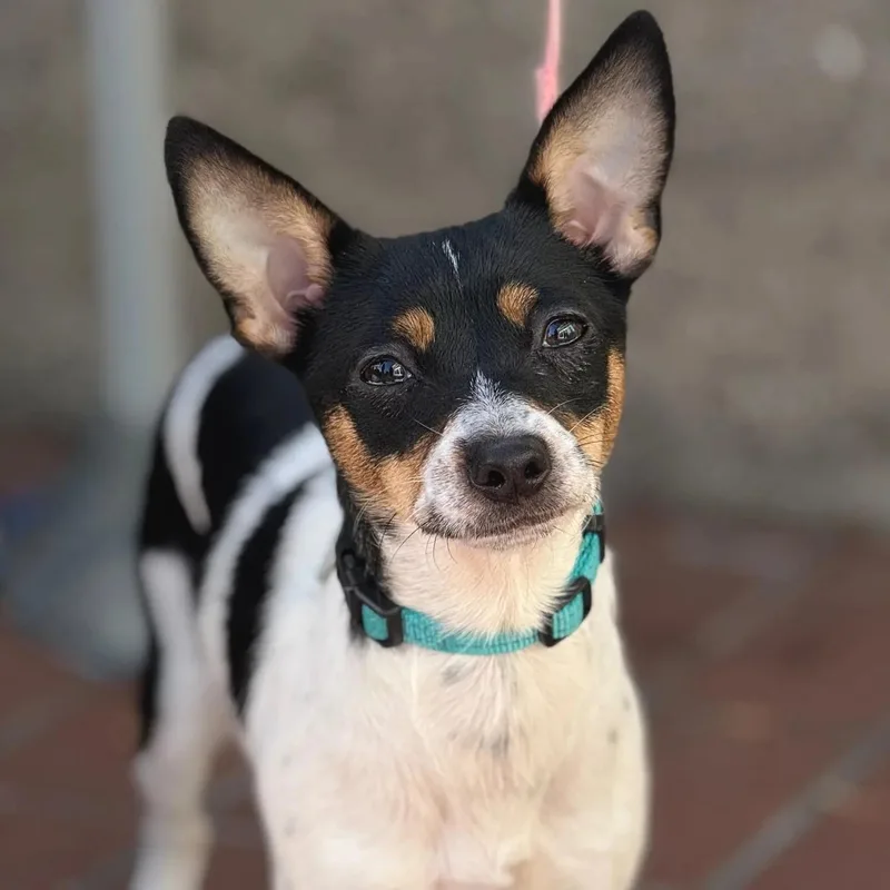 An adult small-sized female Chihuahua dog named Pixie for adoption in San Francisco, CA