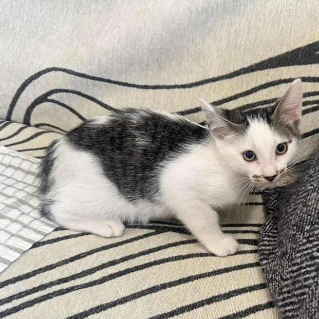 A baby small-sized male Gray / Blue / Silver Domestic Short Hair cat named Chili for adoption in Long Beach, CA