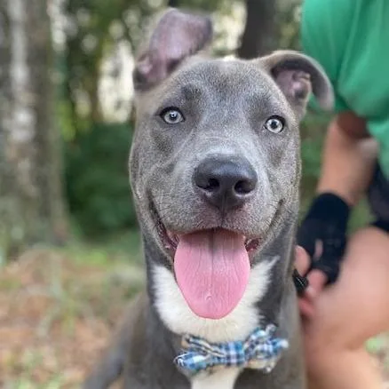 A young medium-sized male Gray / Blue / Silver Mixed Breed dog named Bumblebee for adoption in Jacksonville, FL