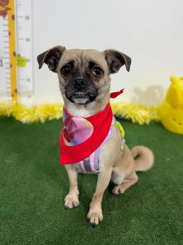 A young small-sized female Yellow / Tan / Blond / Fawn Pug dog named Aspen for adoption in Carlsbad, CA
