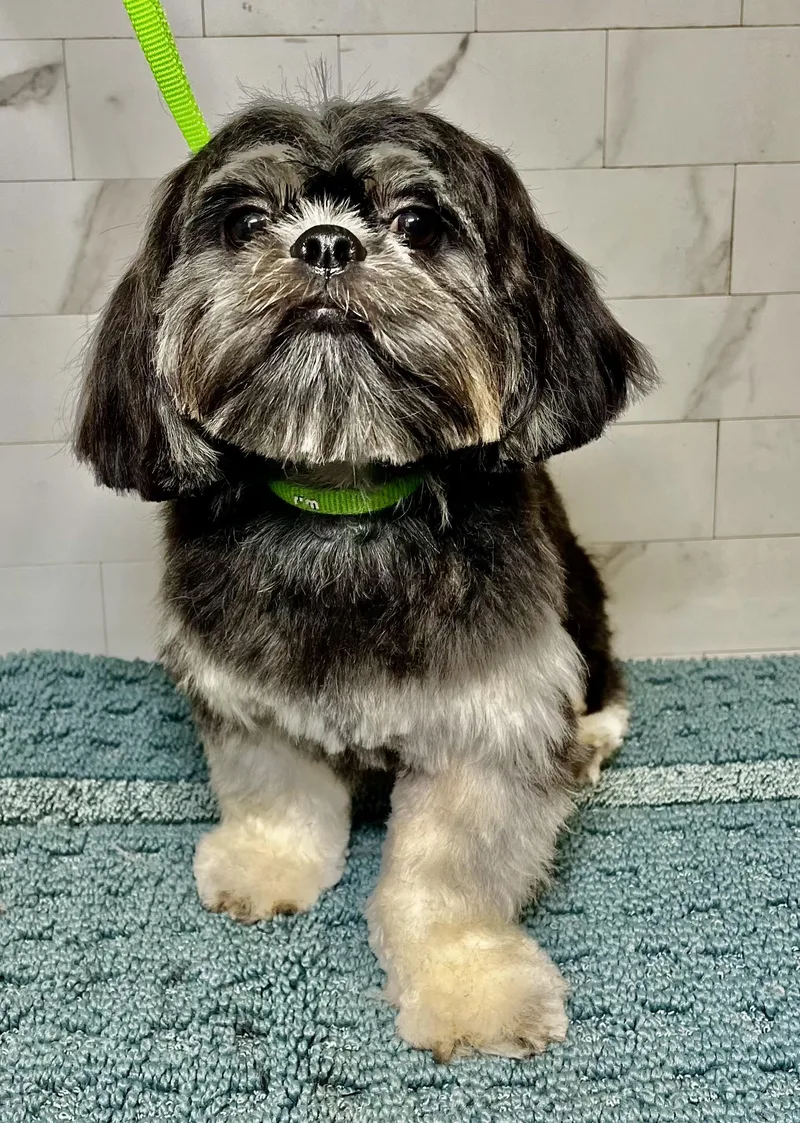 A young small-sized male Black Shih Tzu dog named Luka Turner for adoption in Plano, TX