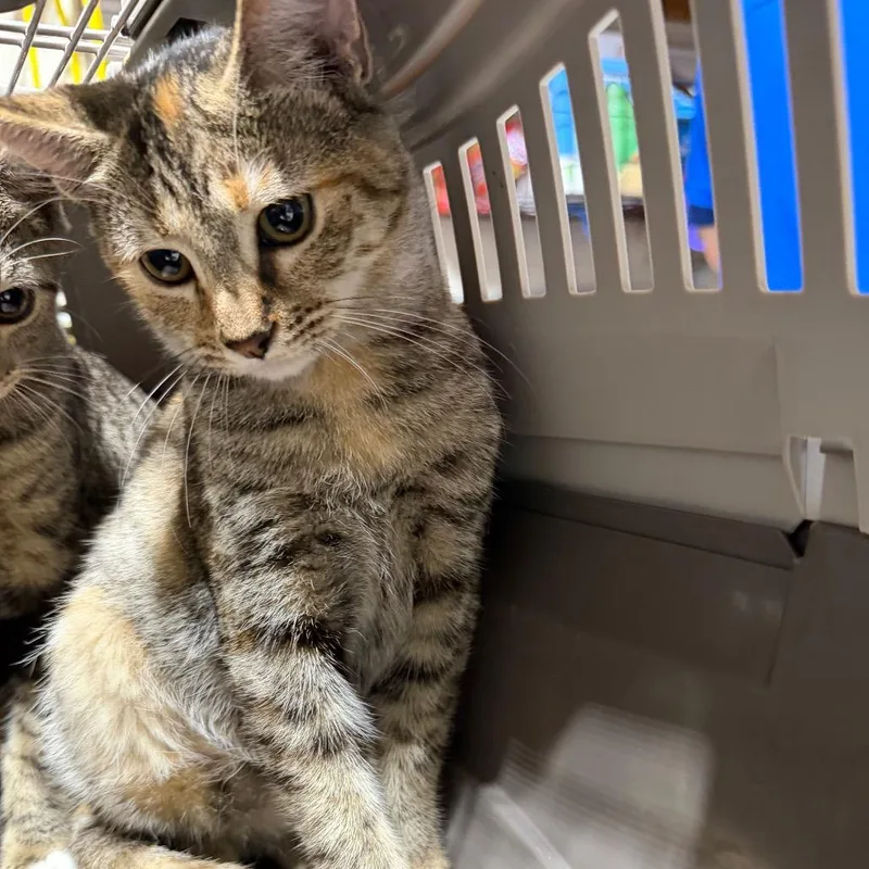 A young small-sized female Gray / Blue / Silver Domestic Short Hair cat named Mosaic for adoption in Milton, FL