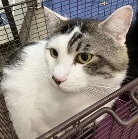 An adult large-sized male White Domestic Short Hair cat named Snowball for adoption in Rapid City, SD