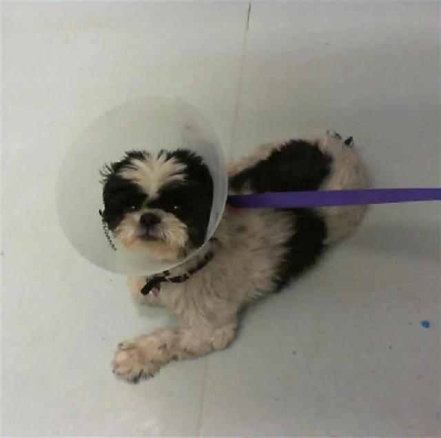 A young medium-sized male Shih Tzu dog named Otis for adoption in Albuquerque, NM