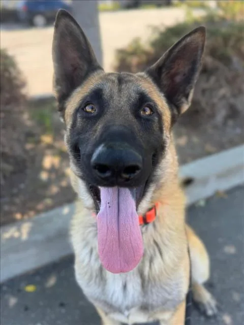An adult medium-sized male German Shepherd Dog dog named Orejon for adoption in Woodland, CA