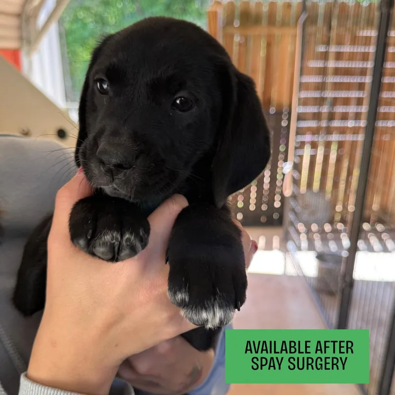 A baby small-sized female Black Mixed Breed dog named Rain for adoption in Hamilton, GA