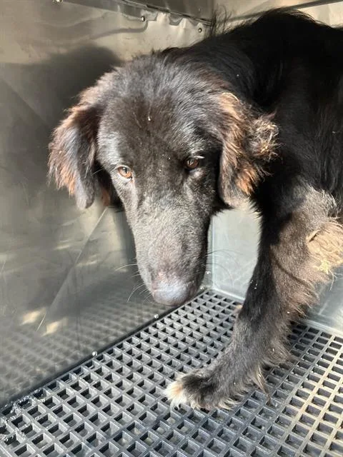 A young large-sized female Mixed Breed dog named Grand for adoption in Dallas, TX