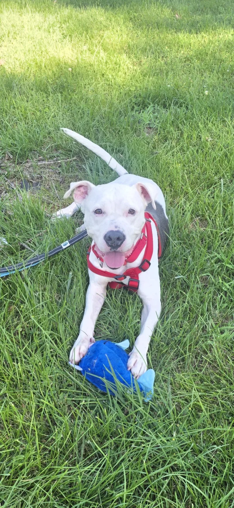 An adult large-sized female Pit Bull Terrier dog named Dior for adoption in merrillville, IN