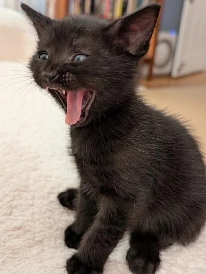A baby small-sized male Domestic Short Hair cat named Sergio for adoption in Seattle, WA