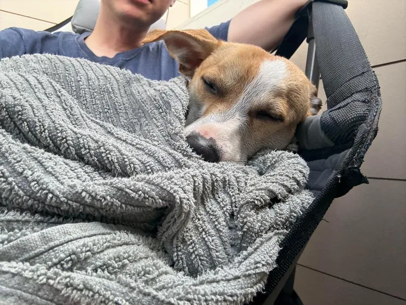 A young medium-sized male Terrier dog named Melvin Local for adoption in Princeton, MA