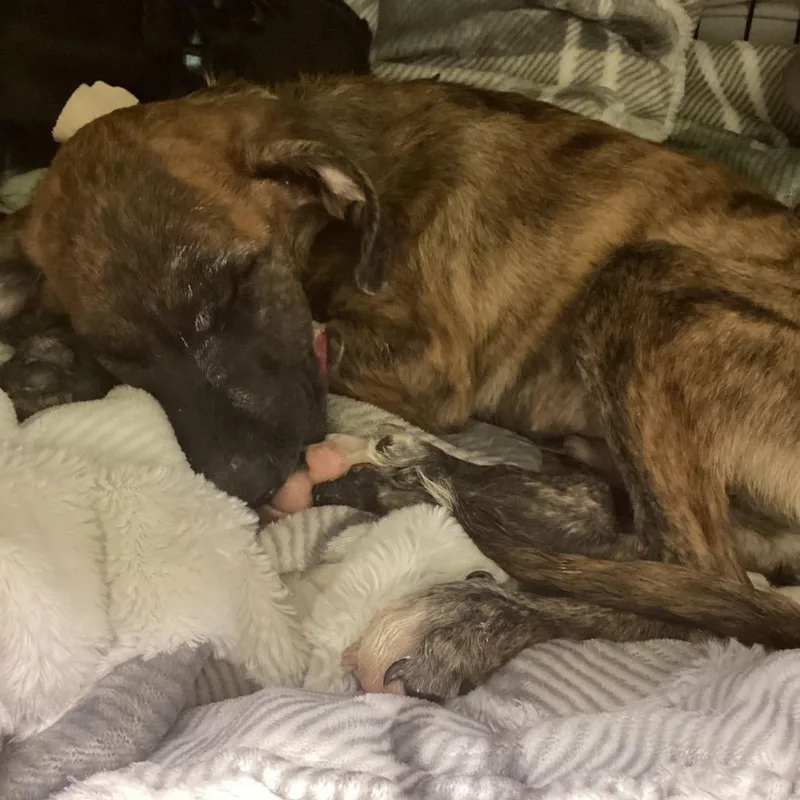 A baby small-sized male Brindle Mixed Breed dog named Desert for adoption in Austin, TX