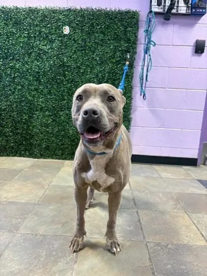 An adult medium-sized female Gray / Blue / Silver Pit Bull Terrier dog named Marsina for adoption in El Paso, TX