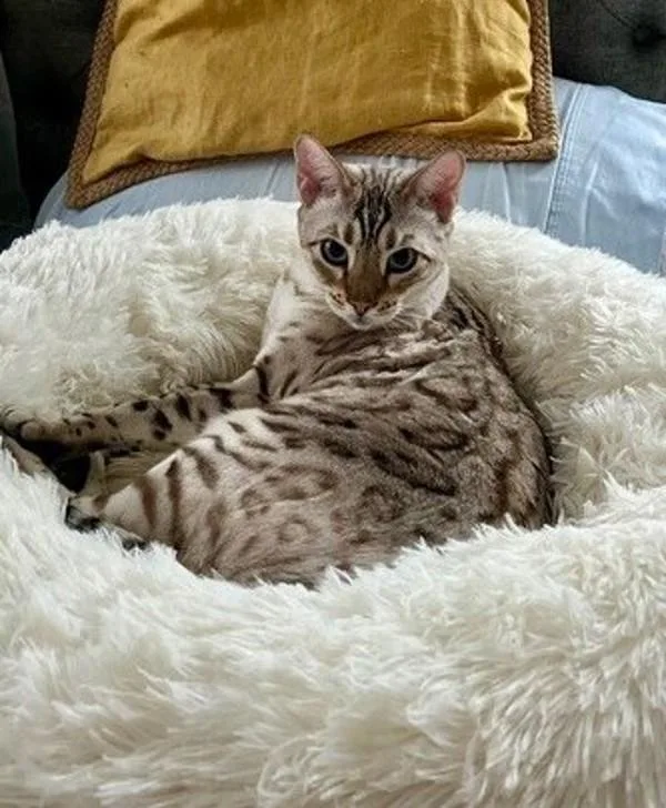 Coco Chanel