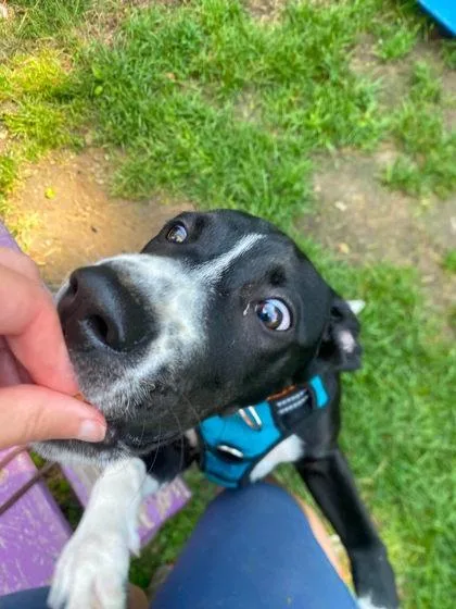 A baby medium-sized female Mixed Breed dog named Liza for adoption in Hobart, IN