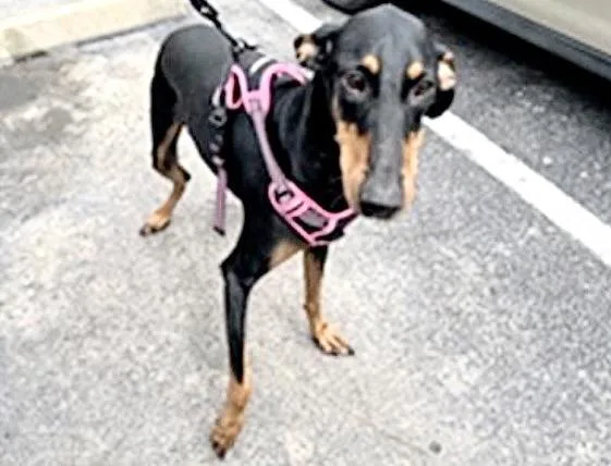 A young large-sized female Doberman Pinscher dog named Deni for adoption in Houston, TX