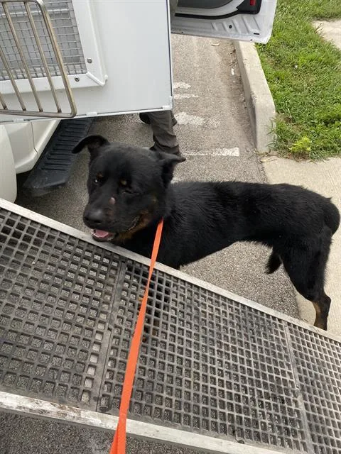 Boots Withefur