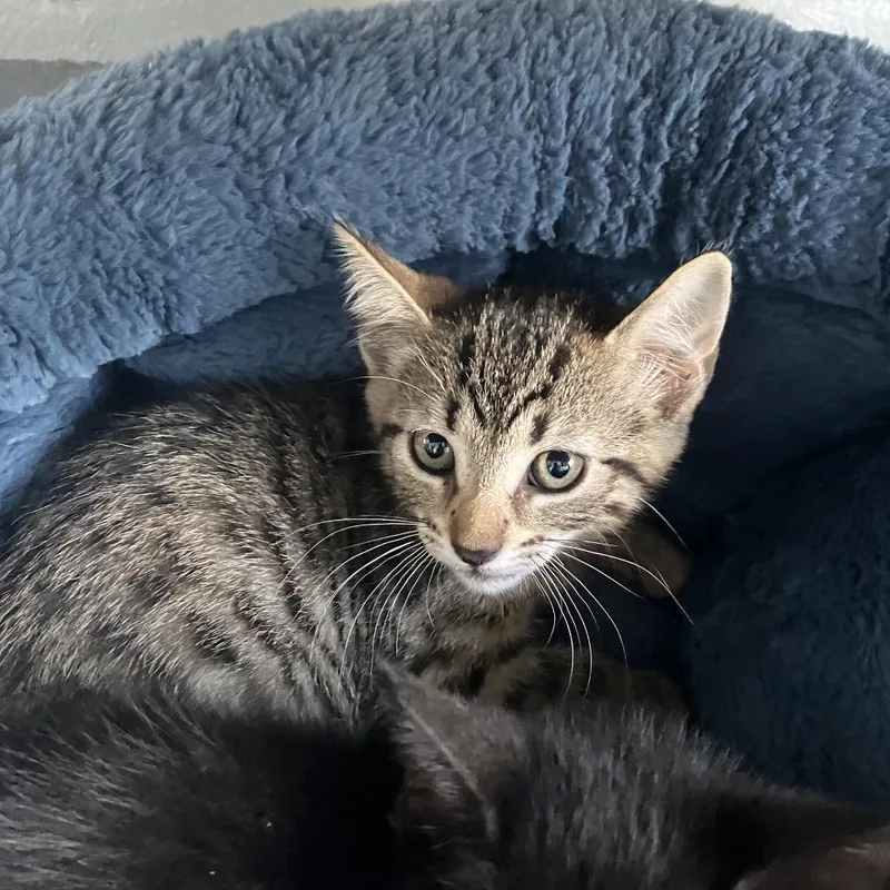 A baby small-sized female Brown / Chocolate Domestic Short Hair cat named Ginny for adoption in Naples, FL