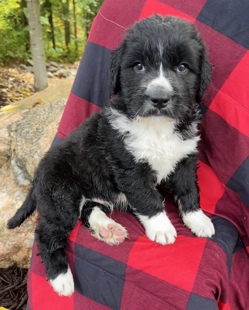 A baby large-sized male Standard Poodle dog named To for adoption in Winter, WI