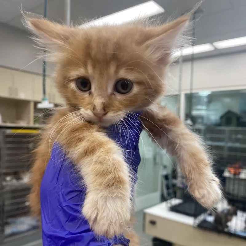 A baby small-sized male Orange / Red Domestic Medium Hair cat named Hamilton for adoption in Westminster, CA
