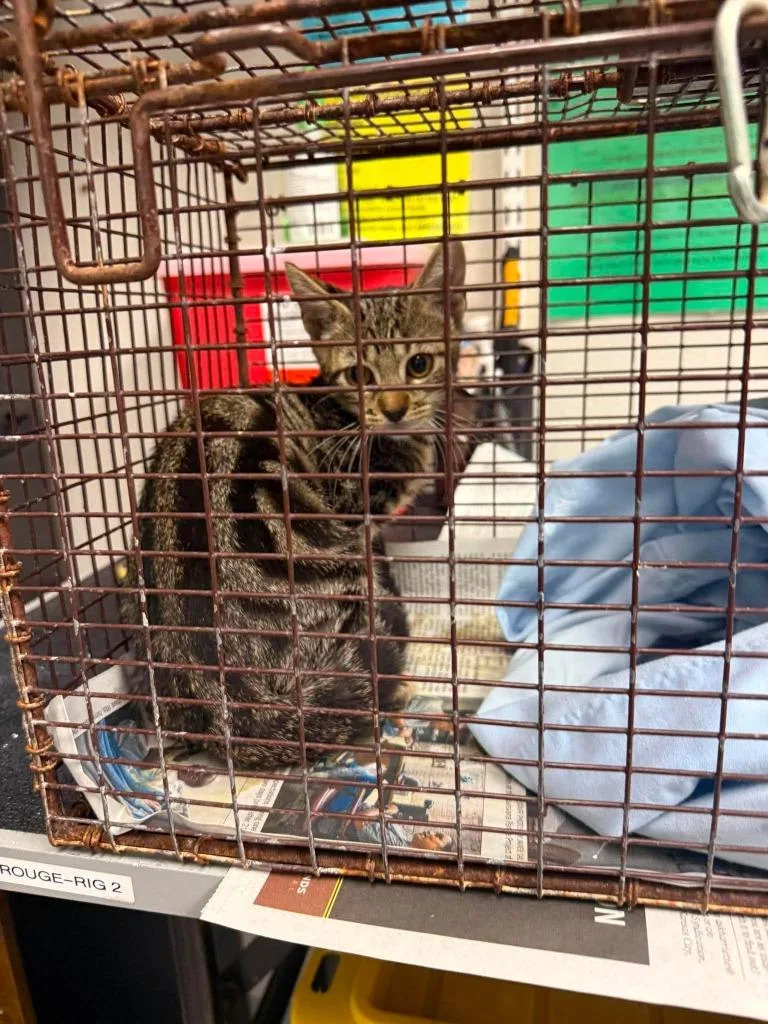 A baby medium-sized female Domestic Short Hair cat named Swansea for adoption in Sorrento, LA