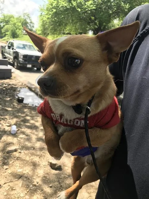 An adult small-sized male Mixed Breed dog named Chan for adoption in Dallas, TX
